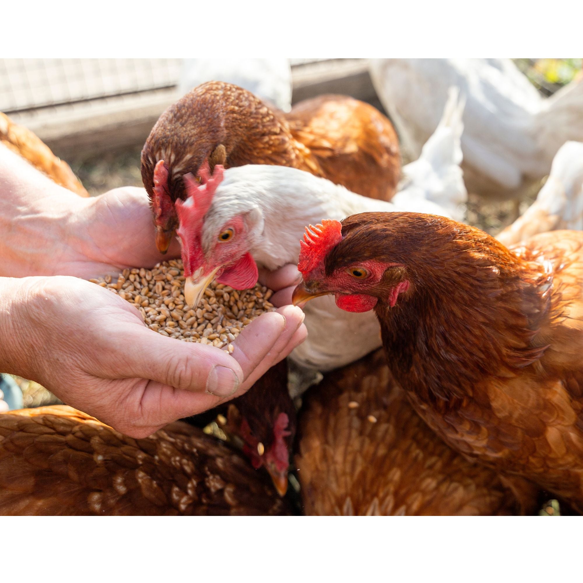 How Much Does It Cost To Feed A Chicken My Pet Chicken how-much-does-it-cost-to-feed-a-chicken-my-pet-chicken
