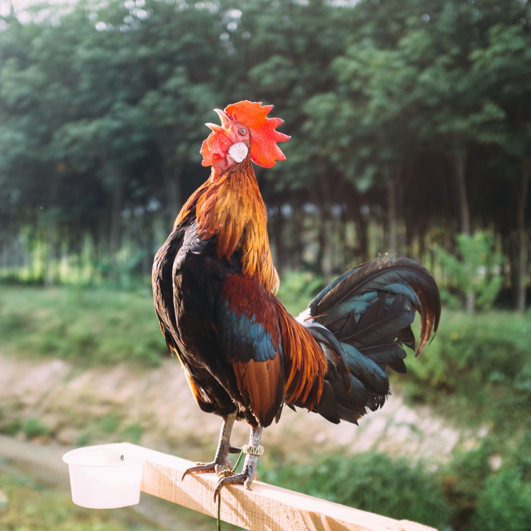 Rooster Chicken