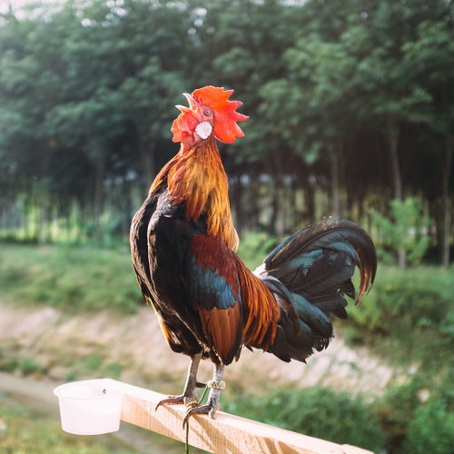 How do I find a new home for a rooster I don't want? - My Pet Chicken