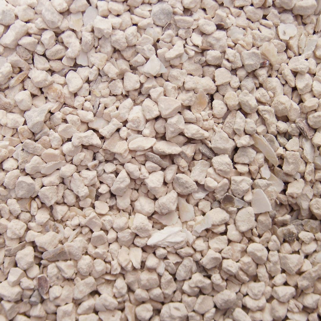 Crushed oyster shells used as a supplement in a chicken's diet. 