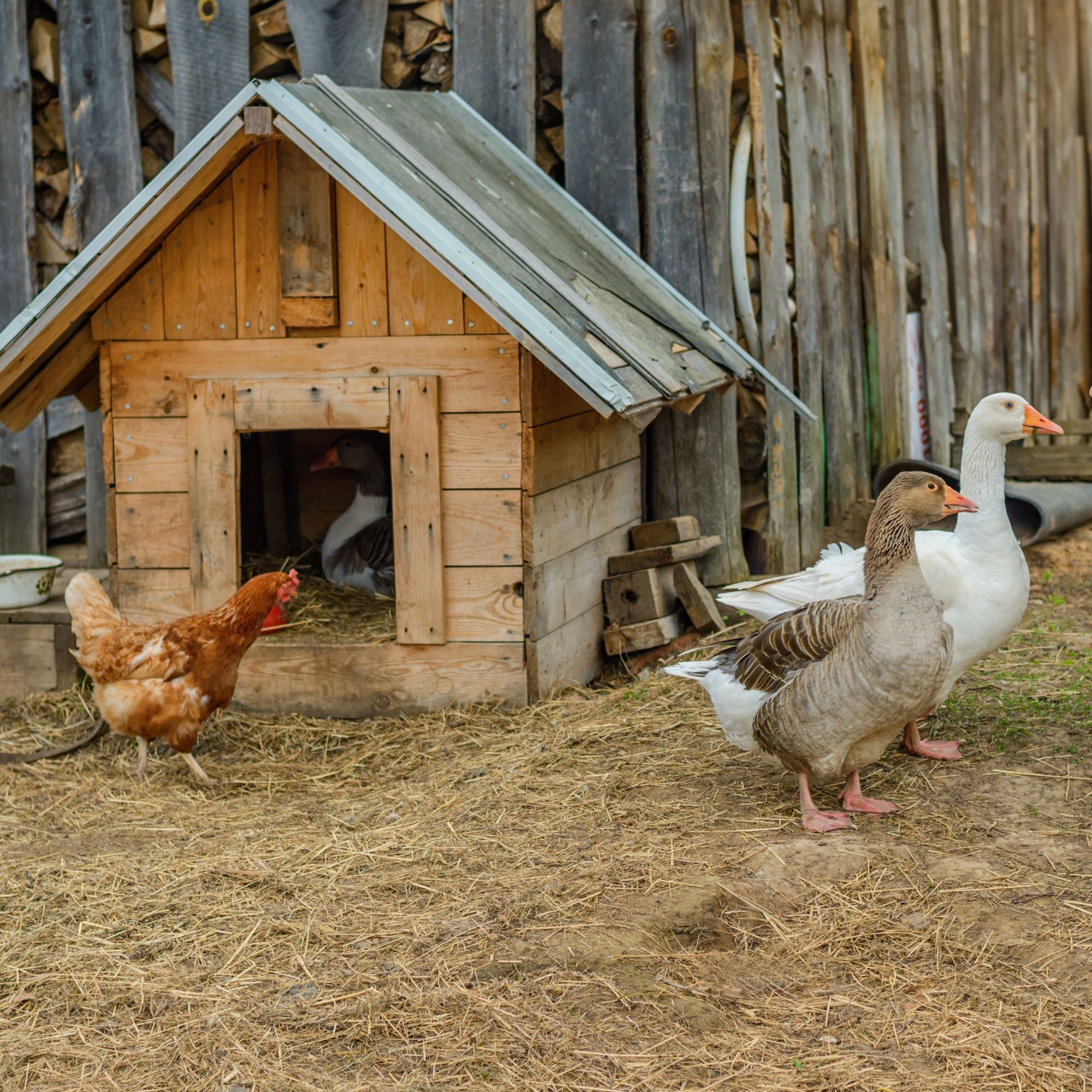 Yes, ducks, geese, and chickens generally do get along well with each other. 