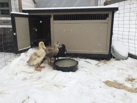 Yes, ducks and geese can go outside during the winter!