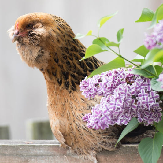 Top 9 Chicken Breeds for Sale in 2023