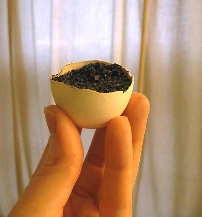 How to Make Eggshell Planters