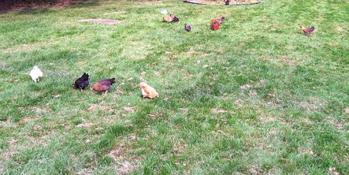 4 Ways My Chickens Do Yardwork