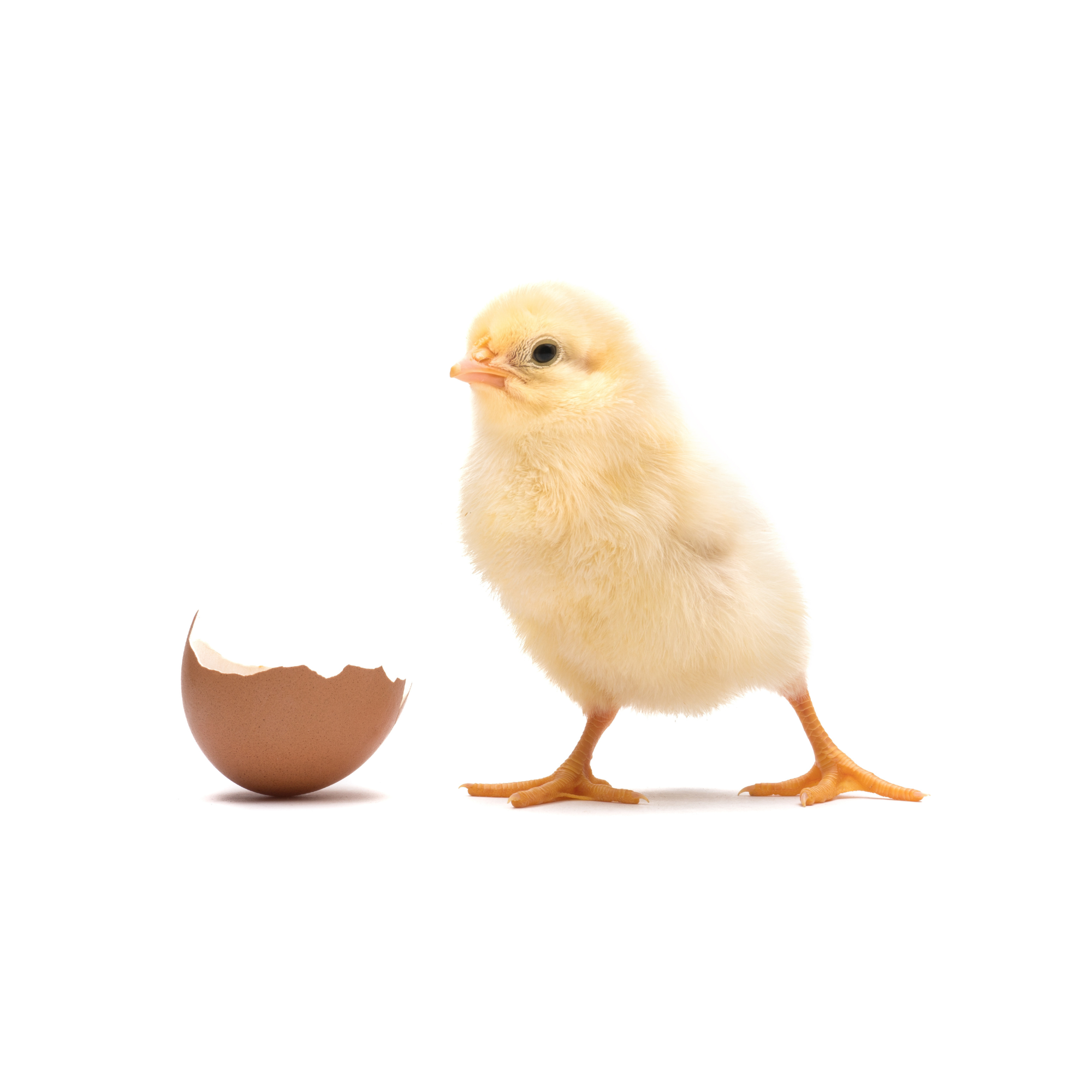How do I decide between hatching fertile eggs and buying baby chicks?