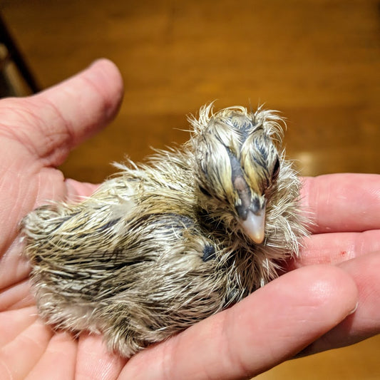 6 Most Important Rules for Home Hatching