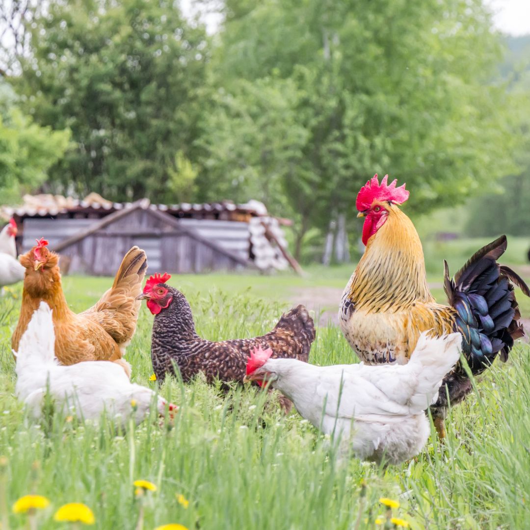 A healthy chicken flock forages on green grass. 