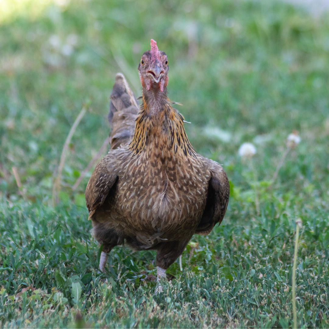 A chicken spreads its wings to try and stay cool in the summer heat.