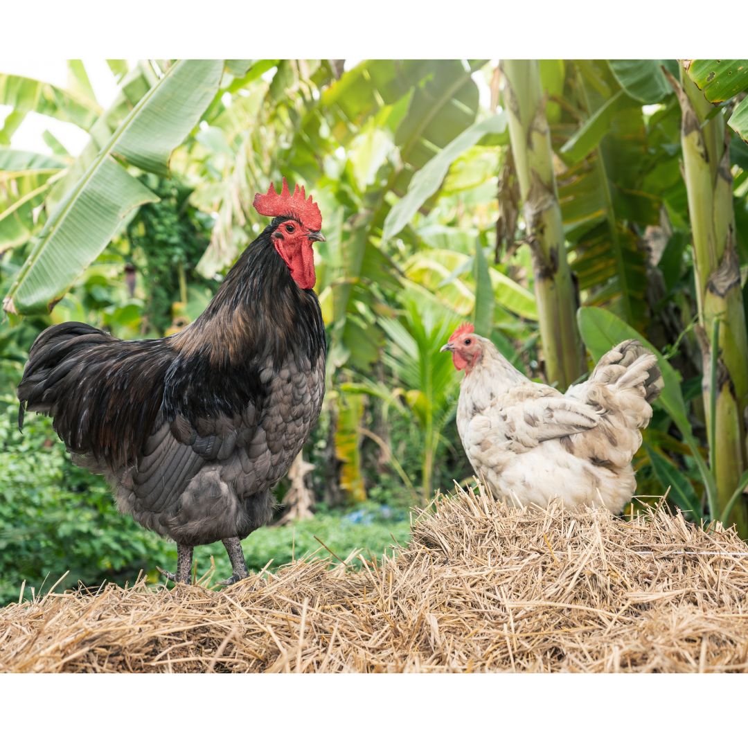 3 Fool Proof Ways to Tell Roosters from Hens