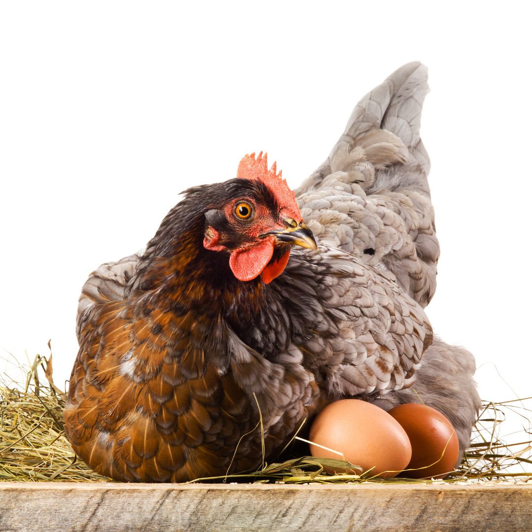 A hen sits on her nest with eggs