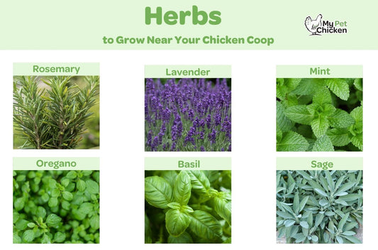 These top 6 herbs are the best choice to grow near your chicken coop. 