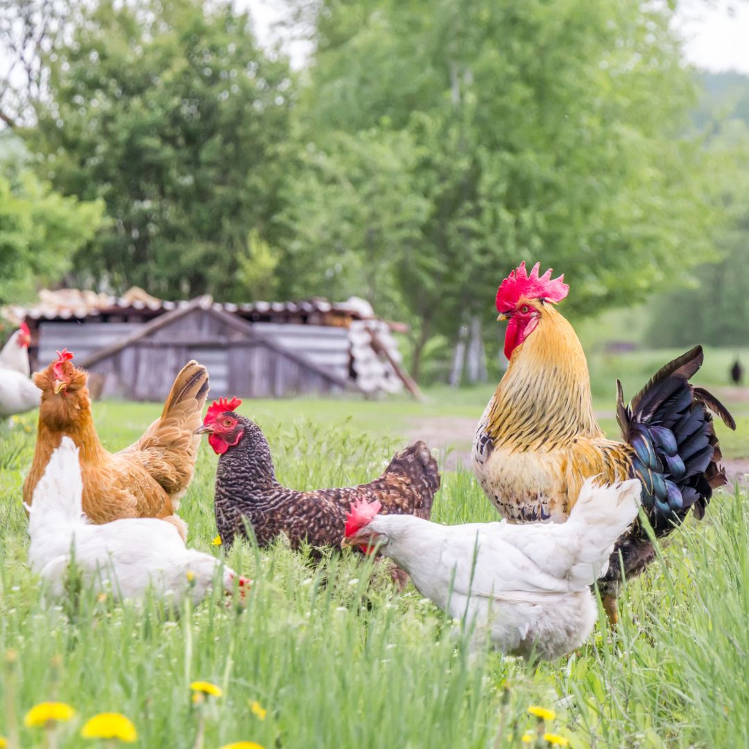 A healthy chicken flock can live 8-10 years