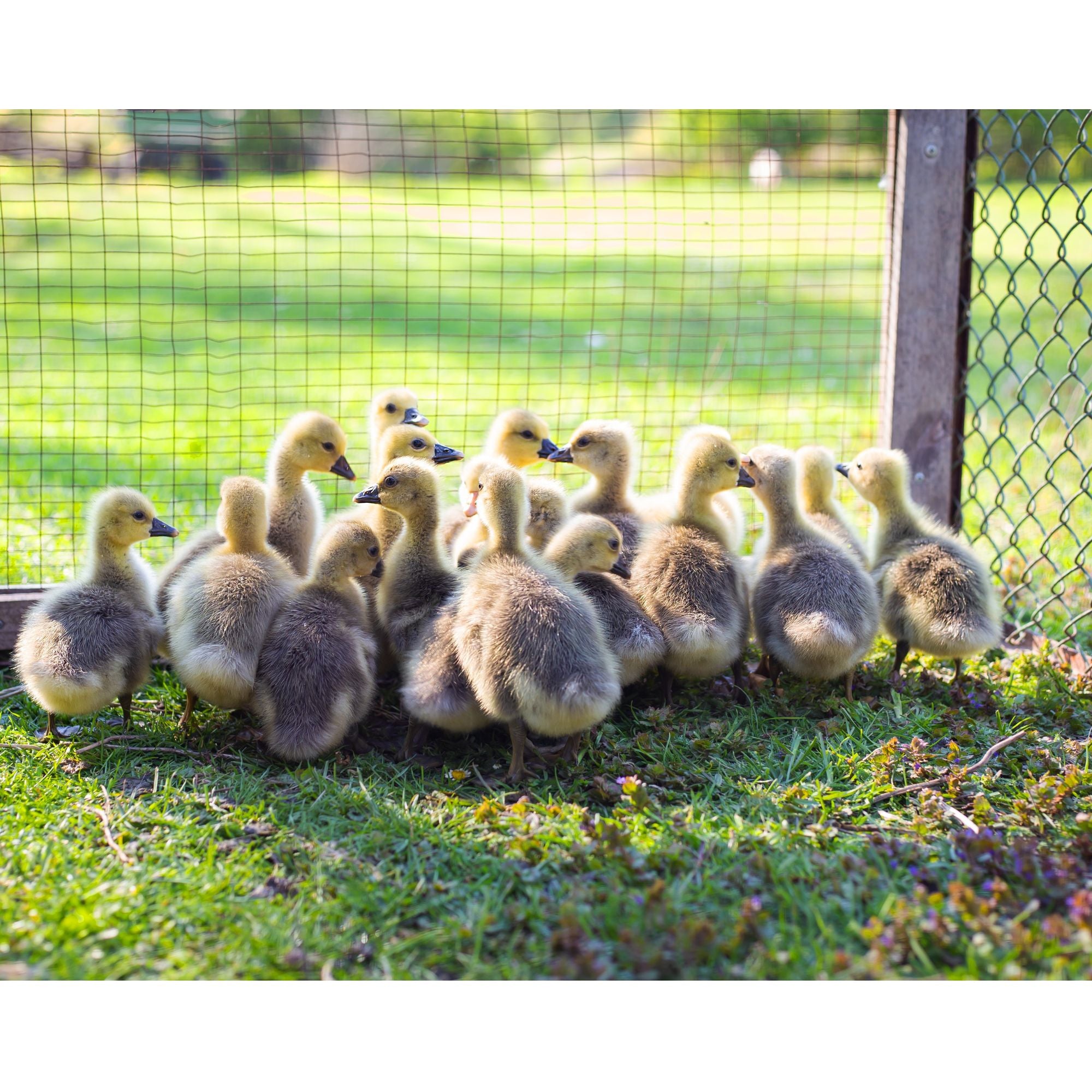 It's important to slowly introduce new geese to the existing flock. 