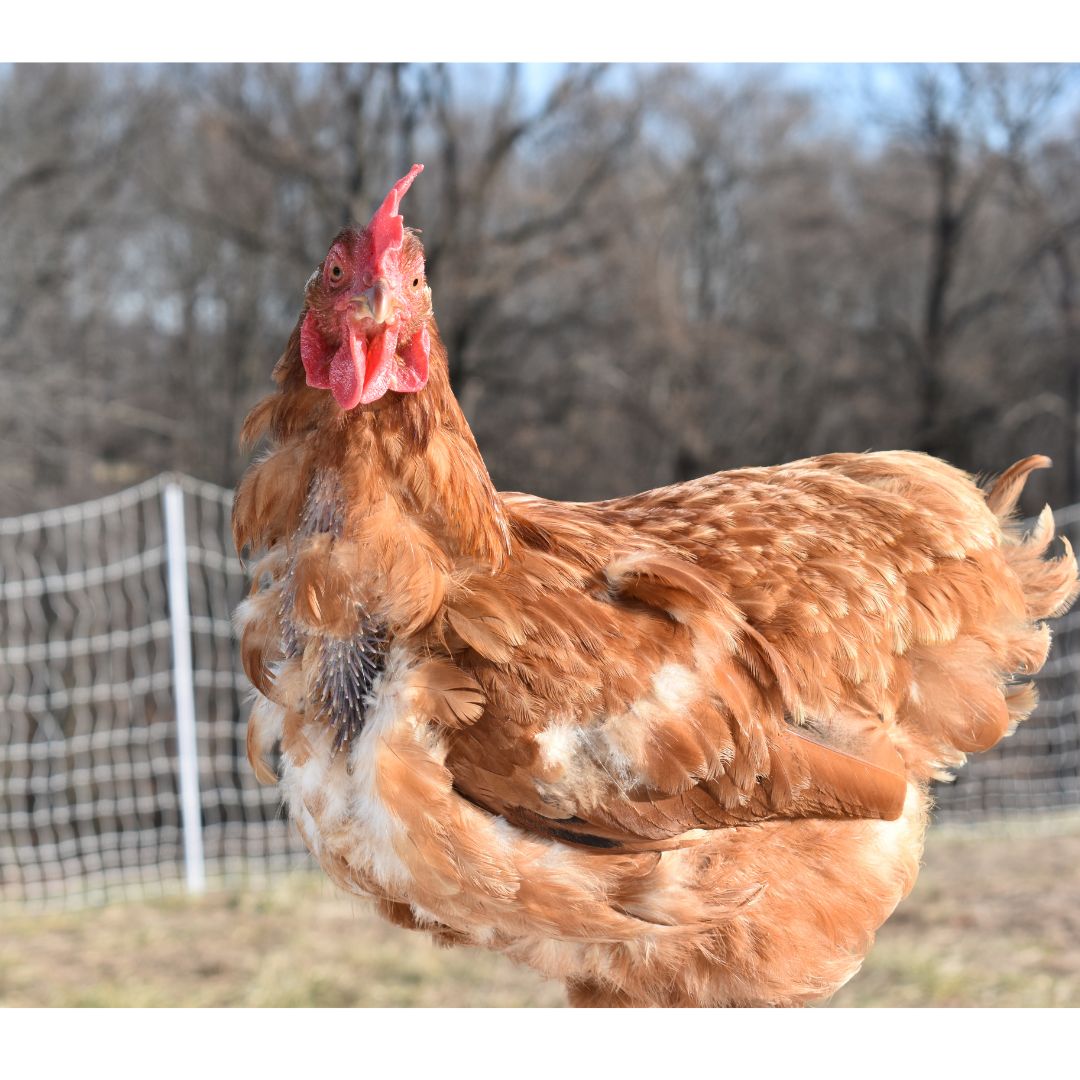 A late molting chicken is shown in a field. 