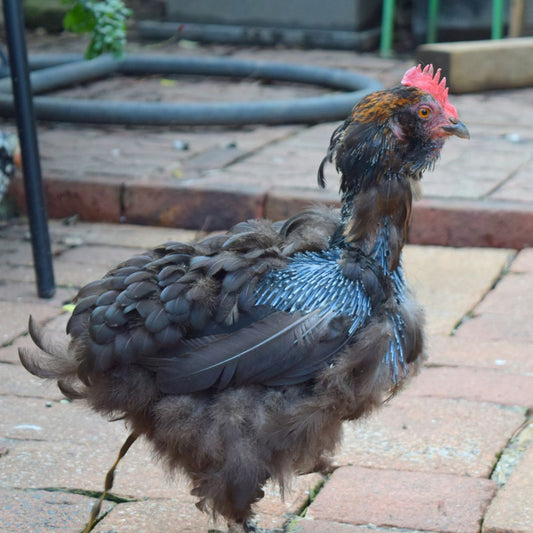 A molting chicken -Learn the top 3 ways to help your molting flock