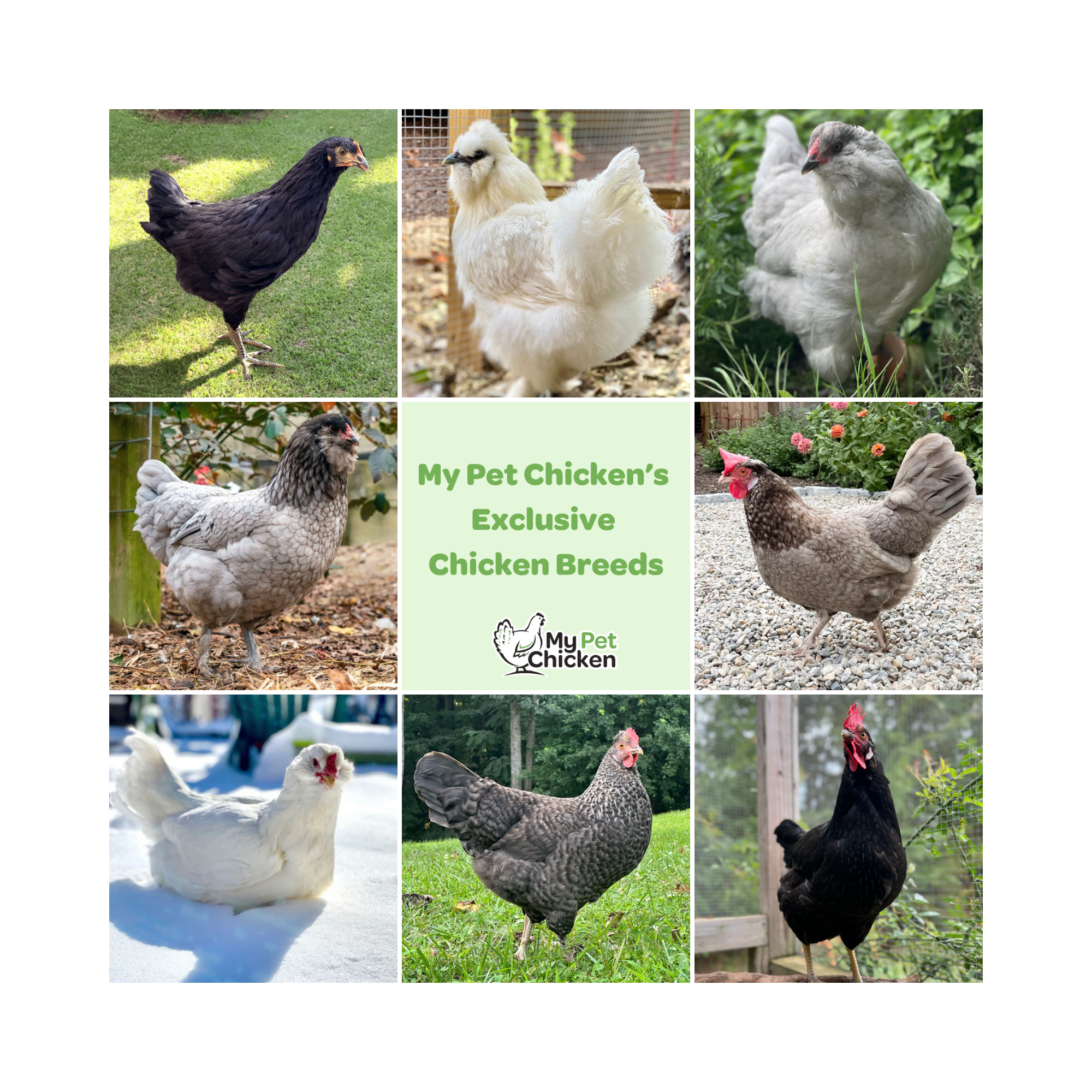 Meet Our Exclusive Chicken Breeds — Only at My Pet Chicken!