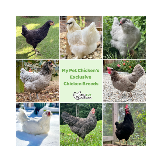 Meet Our Exclusive Chicken Breeds — Only at My Pet Chicken!