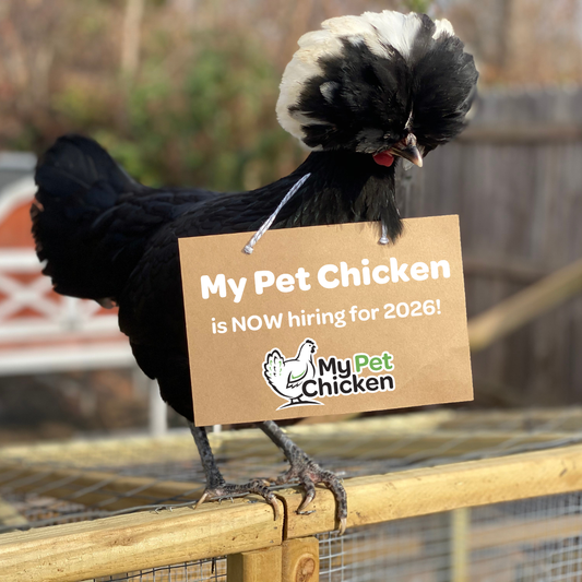 Chicken Dream Job-6 Best Reasons to Work at MPC