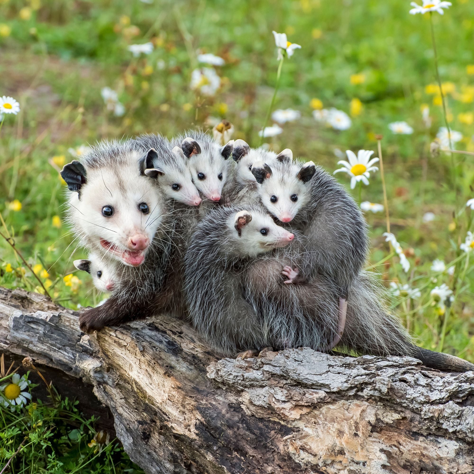 Possums can attack your backyard chicken flock if they are not properly protected. 