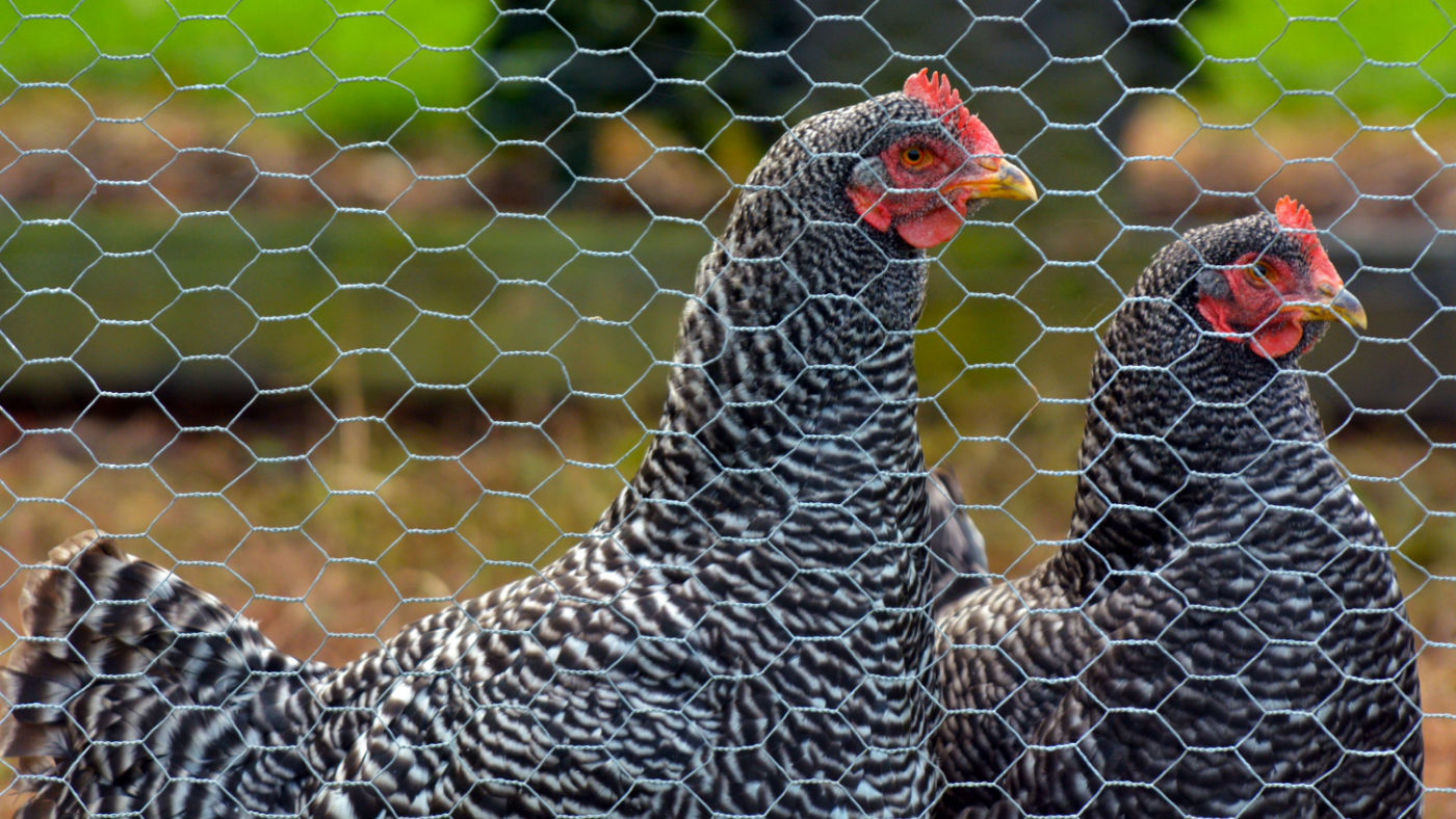 What is quarantine and when should I quarantine my flock?