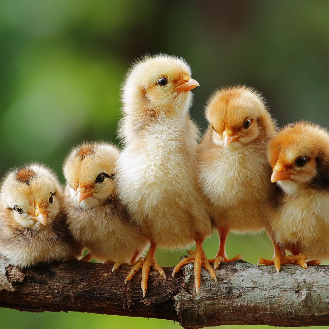 Raising Babu Chicks in the Fall