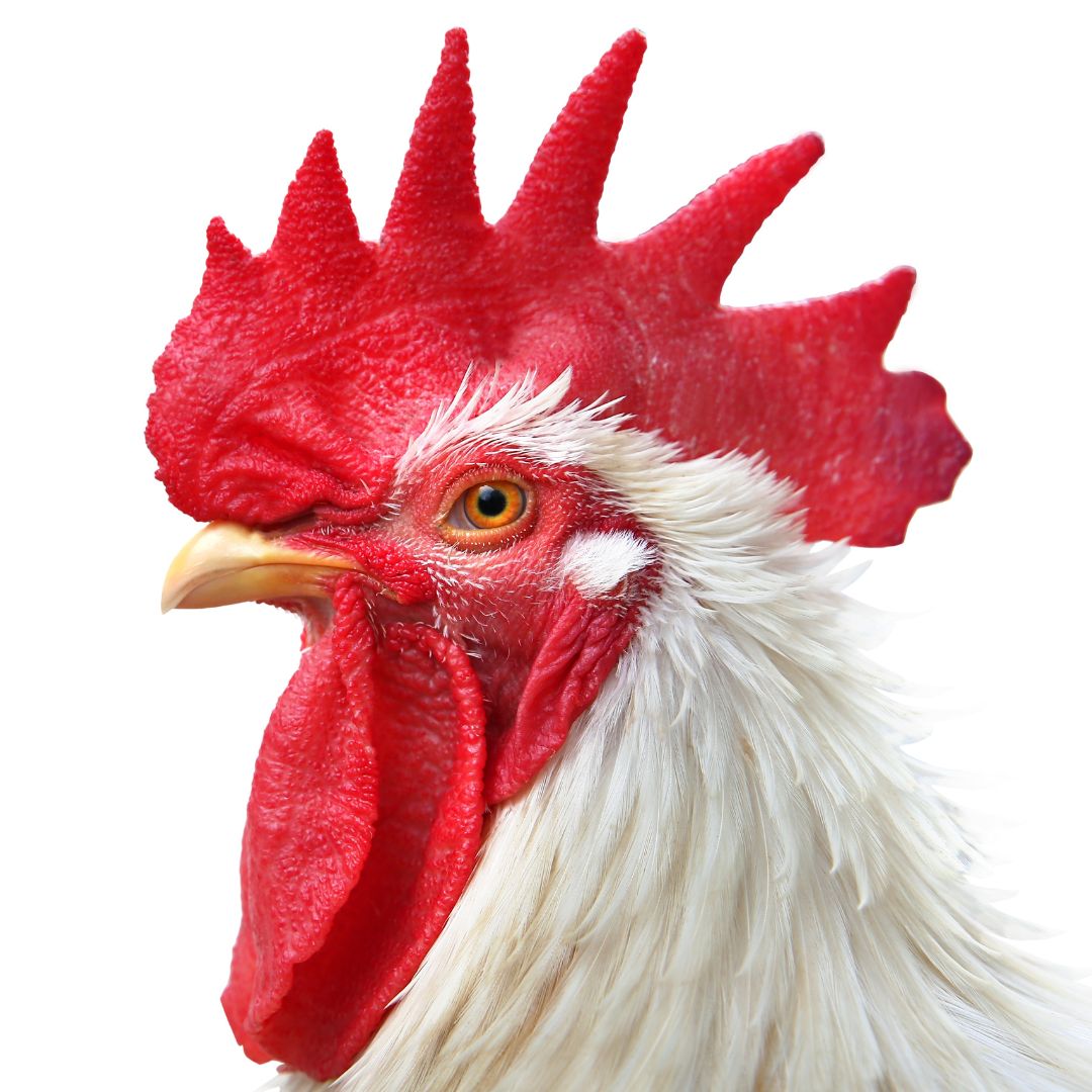 The appearance of a chicken's comb can tell you a lot about their health. 