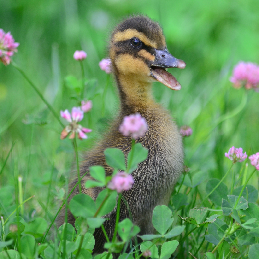 Top 9 Duck Breeds for Sale in 2023