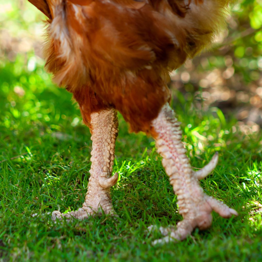 Scaly Leg Mites in Chickens