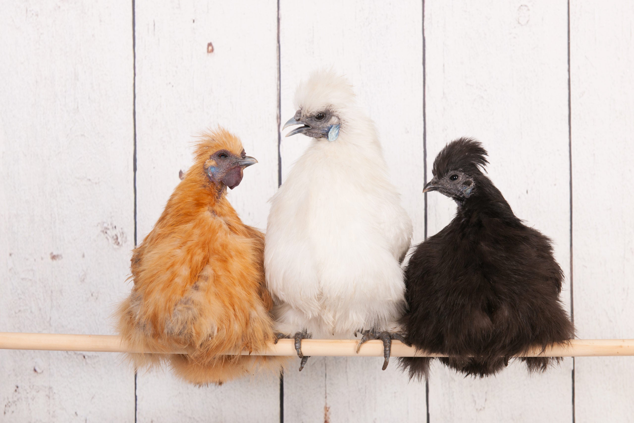 The 10 Best Chicken Breeds Picked by My Pet Chicken Staff