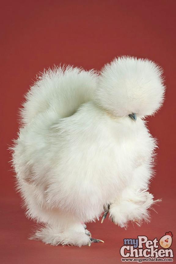 Top 2 ways to get "sold out" rare chicken breeds