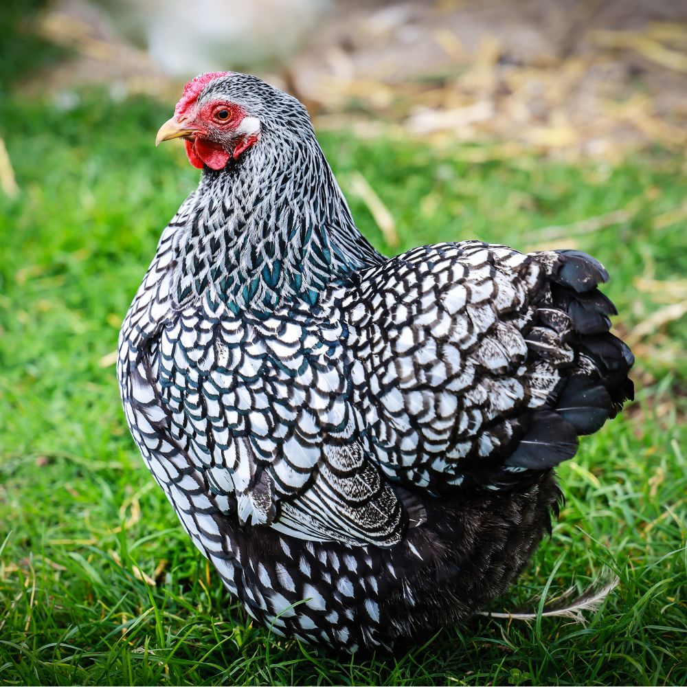 Silver Laced Wyandottes are a heritage chicken breed. 