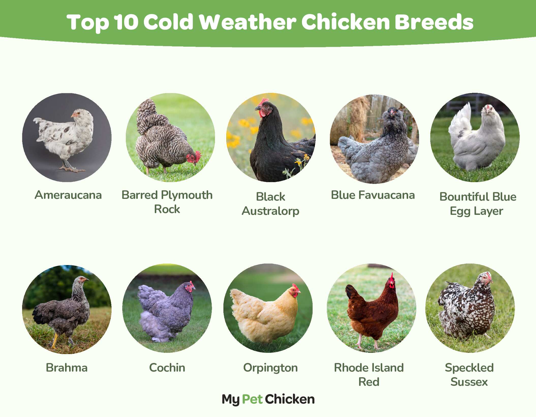 Best Chickens for Cold Weather - My Pet Chicken