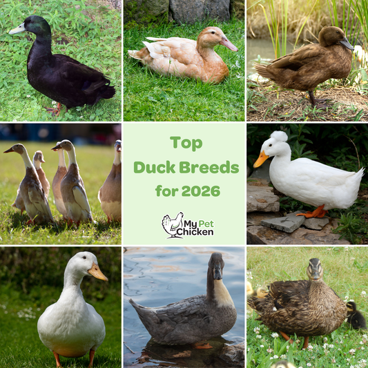 Top duck breeds for 2026.