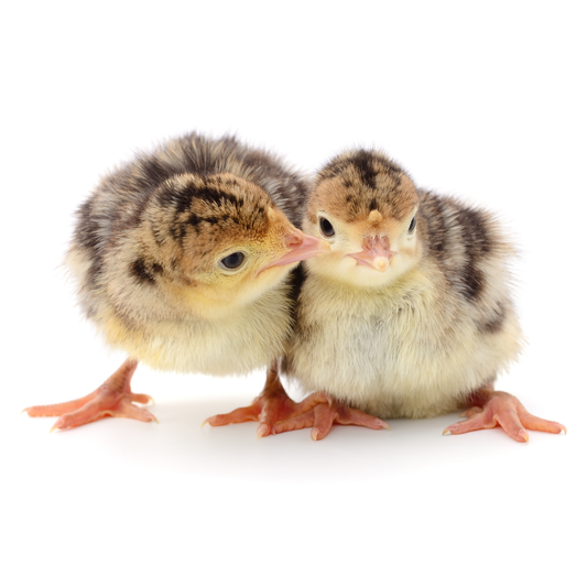 Turkey poults