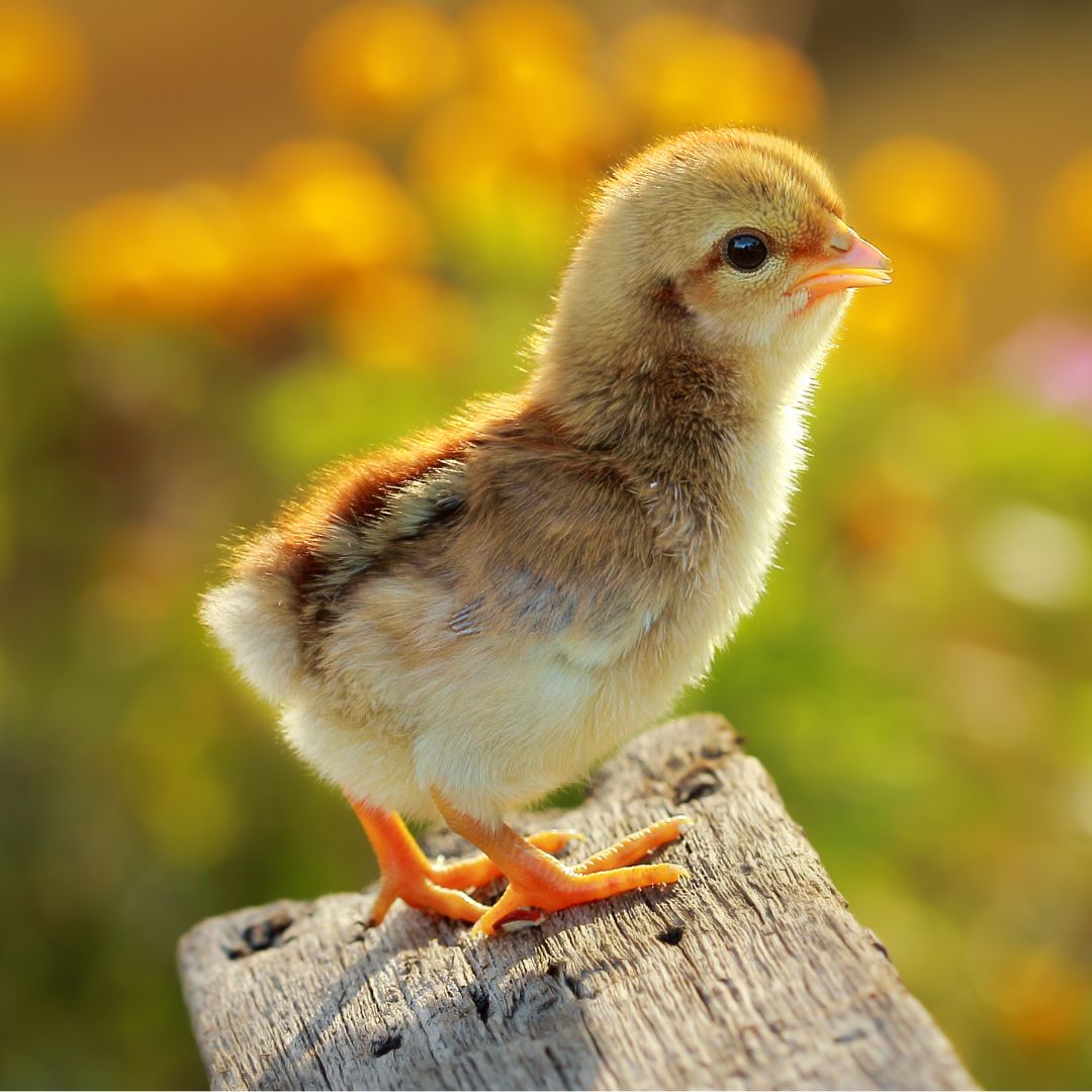A vaccinated chick stands on a piece of wood. 