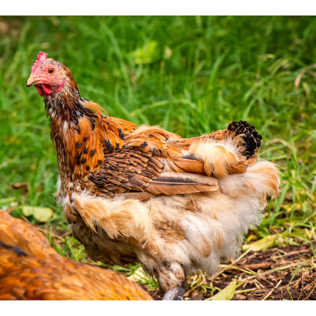 A molting chicken is shown with feather loss. 