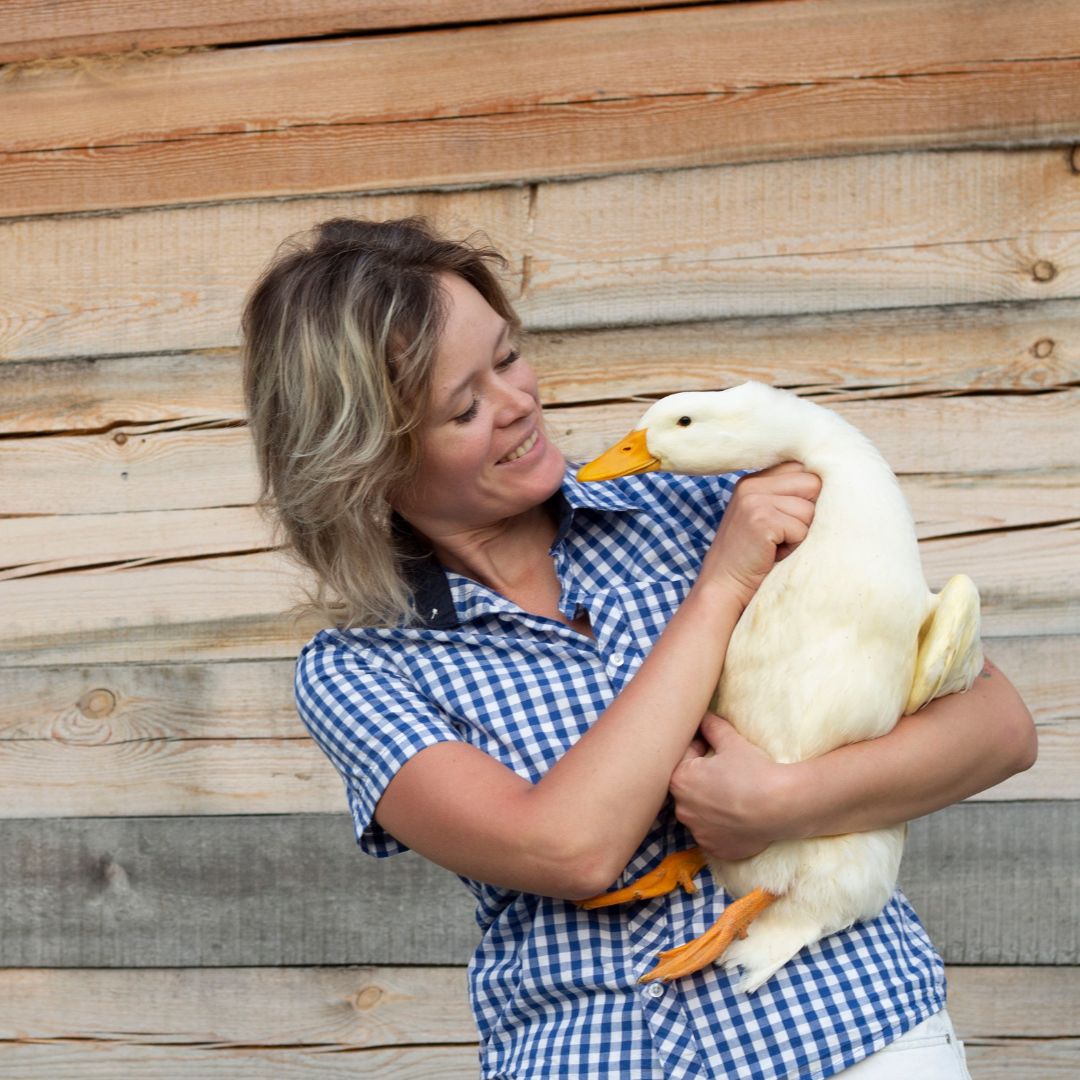 Learn how to properly pick up and hold a duck. 