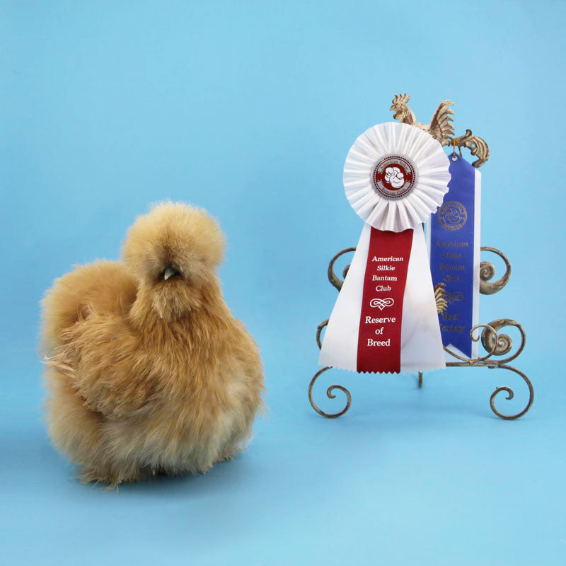 Feathered Friends Location My Pet Chicken