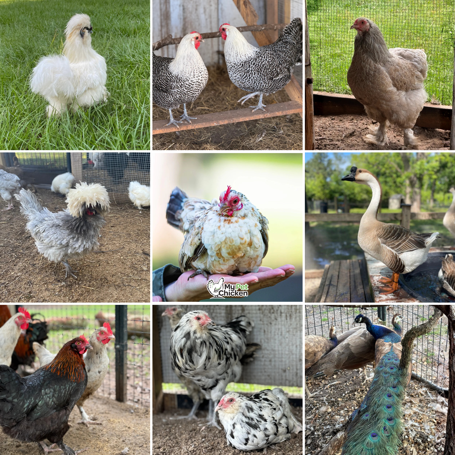 Flock & Field Location