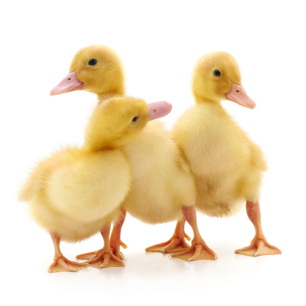 Baby Ducks - My Pet Chicken