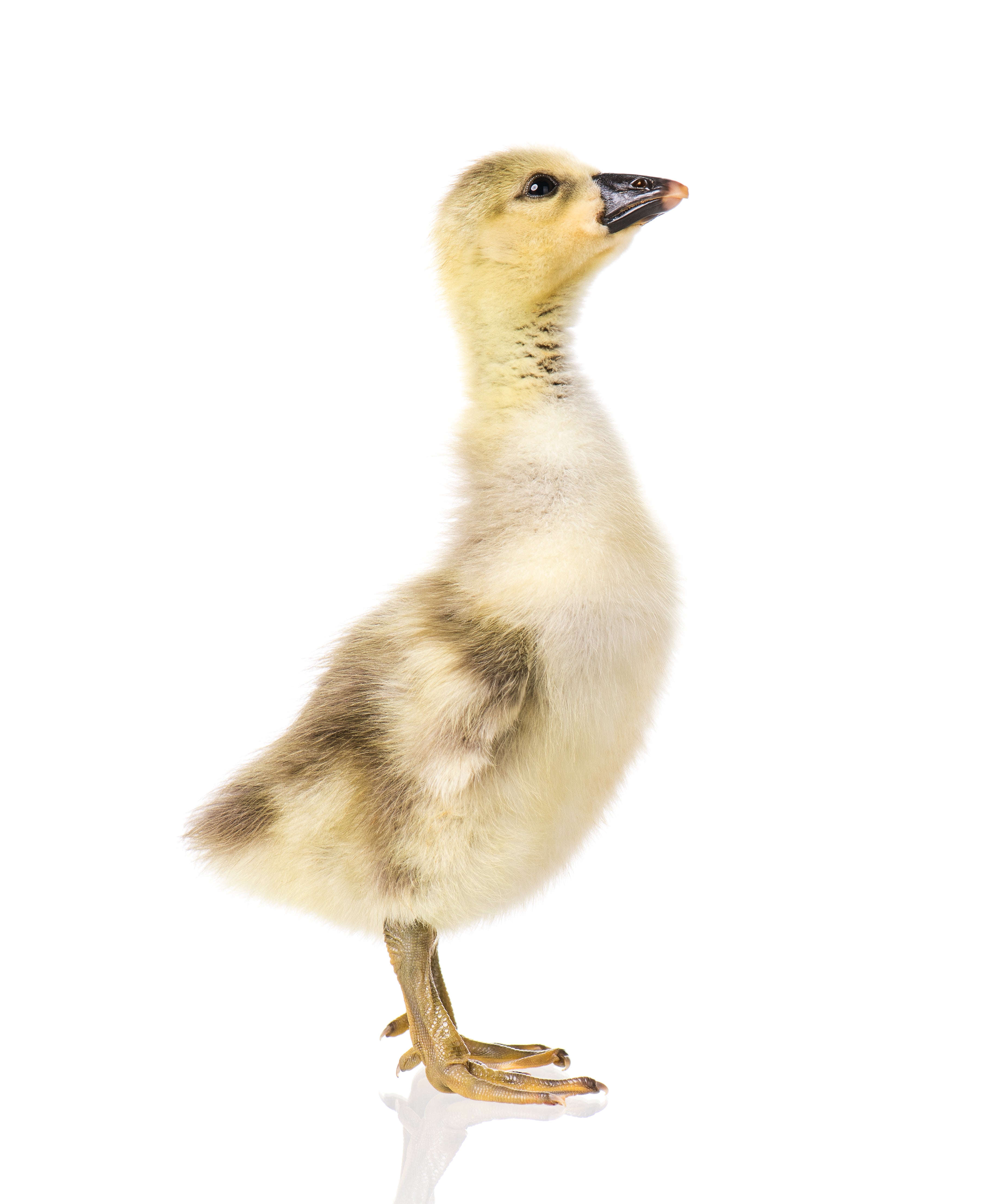 Baby Geese & Goslings for Sale - 15+ Healthy Breeds - My Pet Chicken
