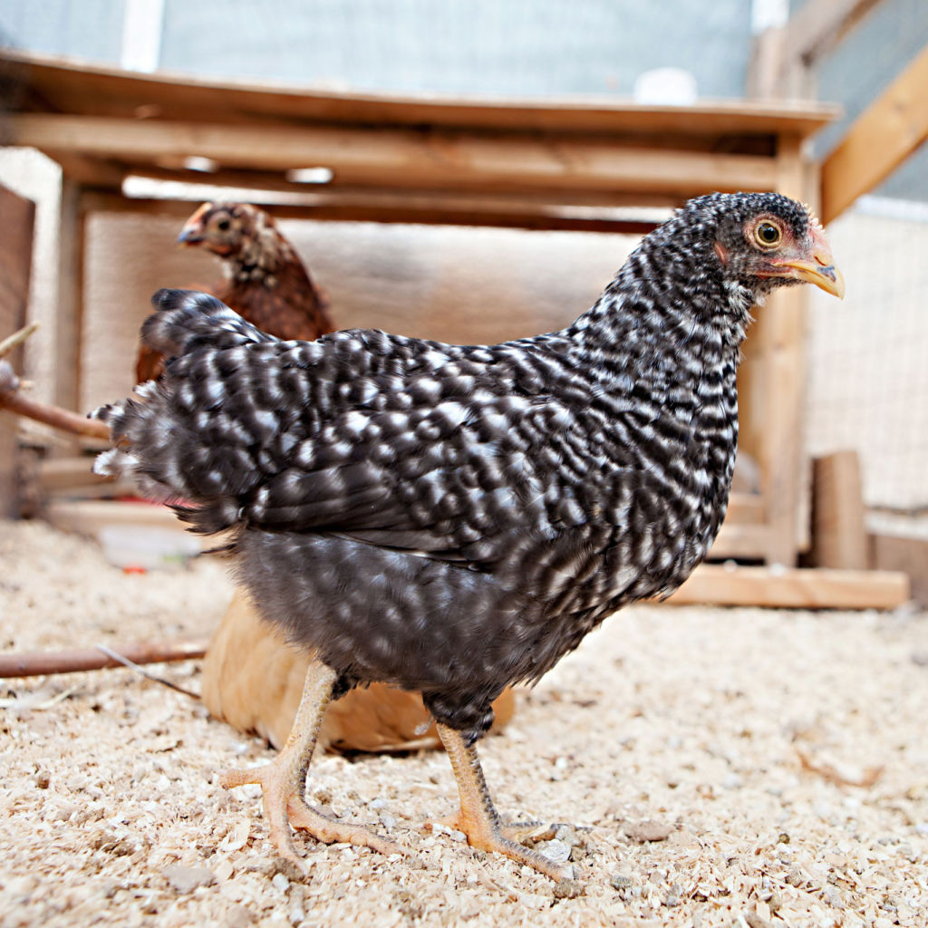 Pullets Piling Pullets for Sale - My Pet Chicken
