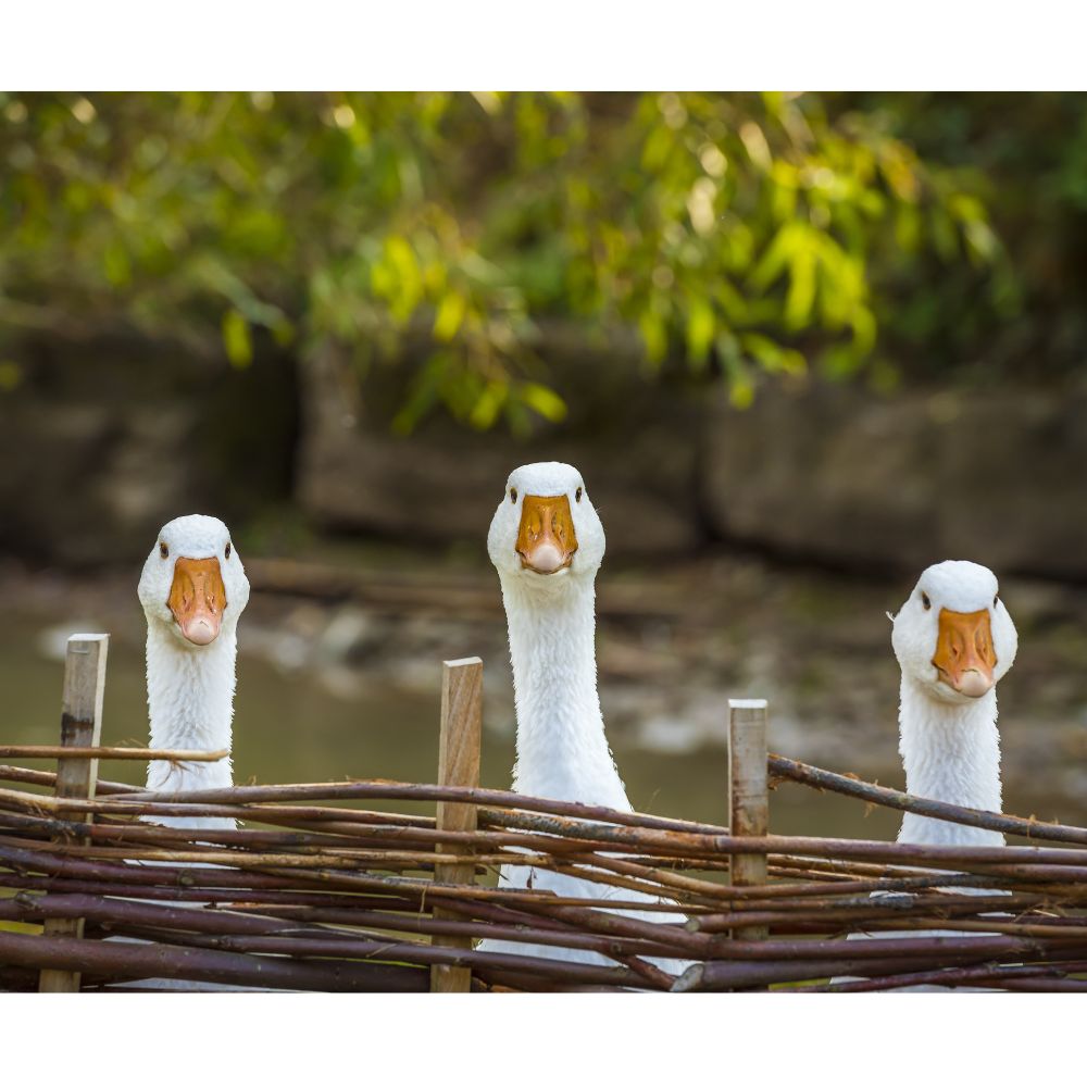 Waterfowl Supplies My Pet Chicken