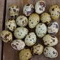 Hatching Eggs: Falb-Fee Coturnix Quail, Azure Acres Location