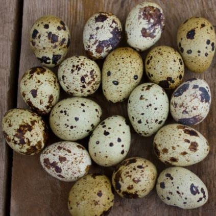 Hatching Eggs: Falb-Fee Coturnix Quail, Azure Acres Location