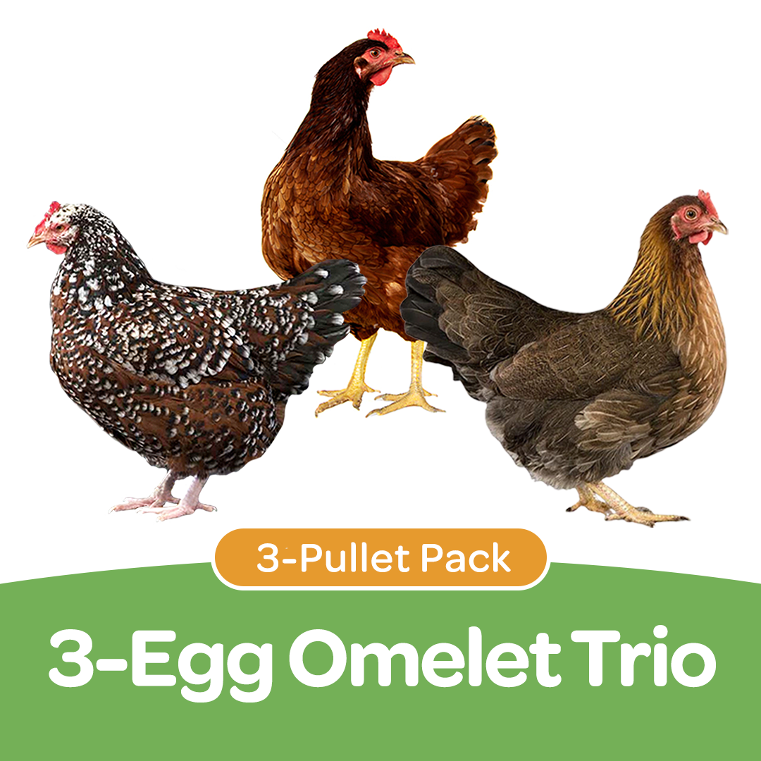 Pullet: 3-Egg Omelet Trio (3 Started Pullets), Shipping Week of