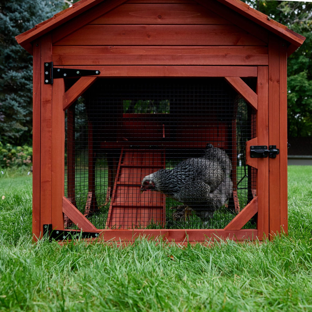 Leghorn Cottage Chicken Coop + Run (3-4 chickens)