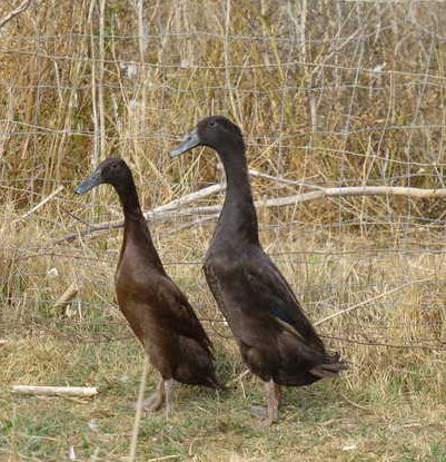 Chocolate Runner ducks lay 100-180 large white eggs per year.