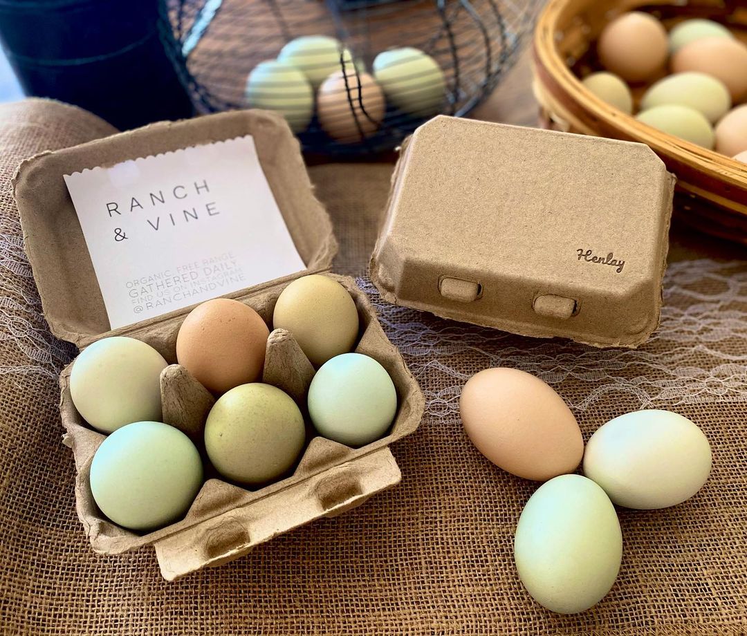 Henlay Duck Egg Cartons- Holds Half Dozen Jumbo Eggs- Blank Brown